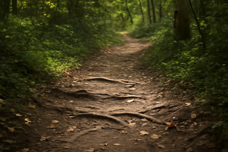 A worn forest trail with scattered leaves, exposed roots, and dappled sunlight